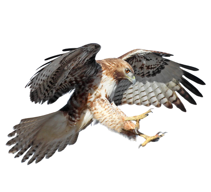 Untitled design - 2025-01-12T111958.756